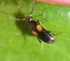 Anaspis fasciata